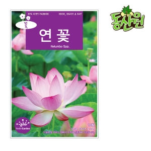 코코가든 연꽃 씨앗 (10립)_이미지