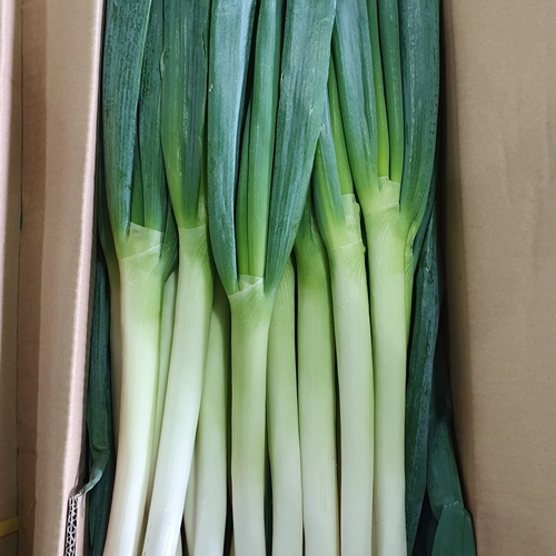 하늘푸드 10kg 수입 대파 깐대파 손질대파 식자재 1box