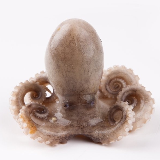 더싱싱 국내산 급냉 봄 쭈꾸미 13개(마리)내외 1kg (1개)