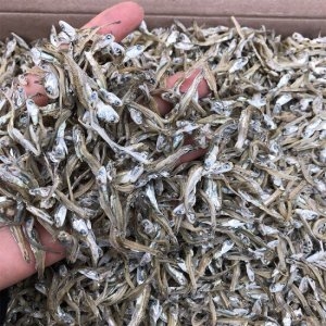 신건호멸치 특품 가이리멸치 1.5kg 자멸치 볶음멸치 멸치_이미지