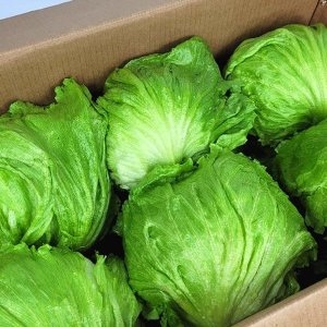 햇살맞춤 국내산 포장 양상추 6통이미지입니다. 누르면 해당 게시물로 새창이동합니다.