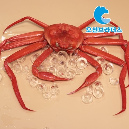 오션브라더스 포항 산지직송 홍게 자숙홍게 생물기준 3kg 실속형이미지입니다. 누르면 해당 게시물로 새창이동합니다.