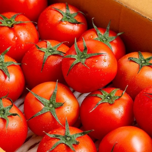 더조은 프리미엄 유럽종 완숙토마토 5kg 주스용