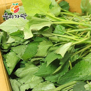 린앤지오팜 우리가락 가락시장직송 취나물 쫑취 취나물 쫑취