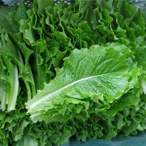 로메인 상추 2kg