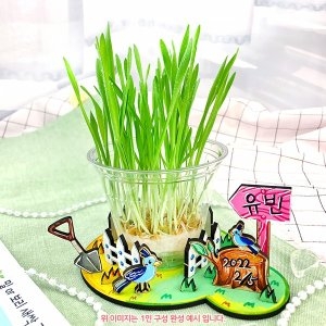 새싹 밀 보리 키우기+관찰일지 1064081