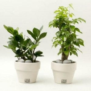 해피머니 모던 화이트 커플화분 2종세트