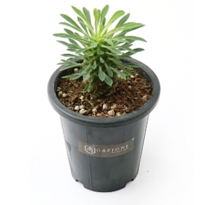 ������ ������ �̴����ξ��� ������ ������