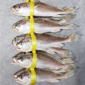 ������� ħ���� ħ���� ���� 21cm���� 10����