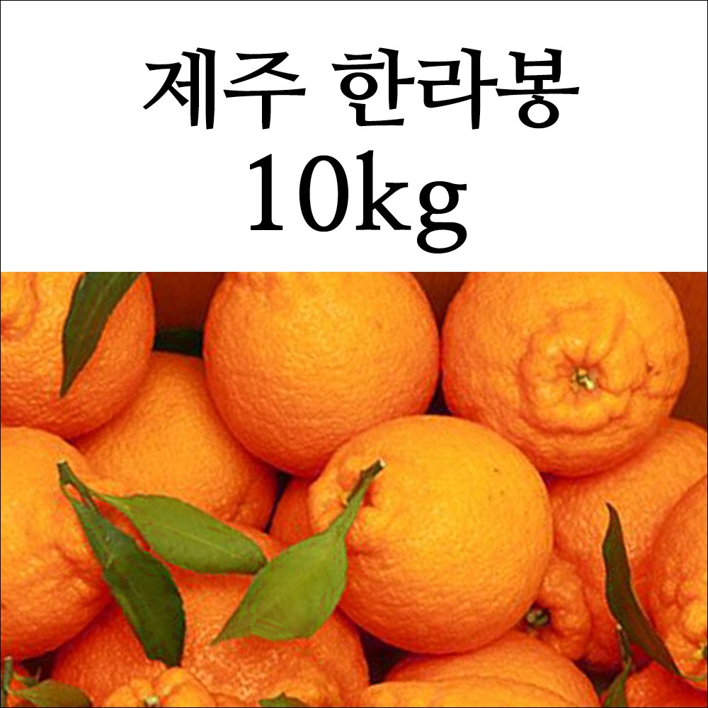 제주 한라봉 10kg (1개)