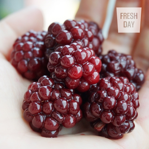 �����õ��� ��â ���� �õ� ������ 2.5kg