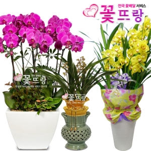 꽃뜨랑 서양란 전국꽃배달