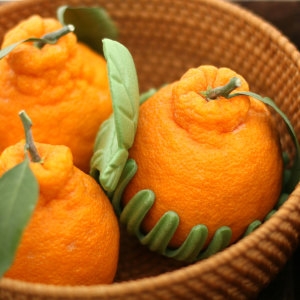 ��������� �̽��� �Ѷ�� õ���� ������ 10kg ������