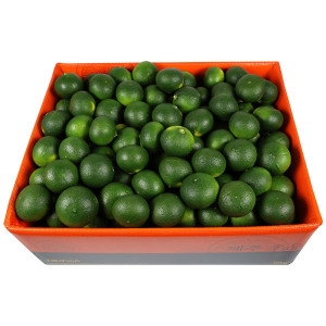 삼다몰 제주 청귤 풋귤 10kg_이미지