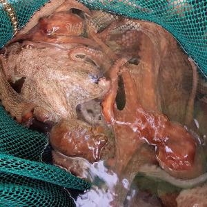 바다드림 자연산 돌문어 1.5kg이미지입니다. 누르면 해당 게시물로 새창이동합니다.