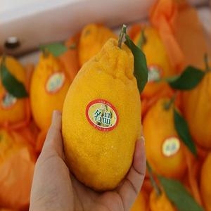 호돌이농산 제주 서귀포 한라봉 꼬마 못난이 4.5kg (1개)