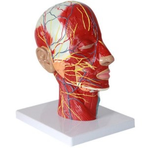 인체 얼굴 단면 모형