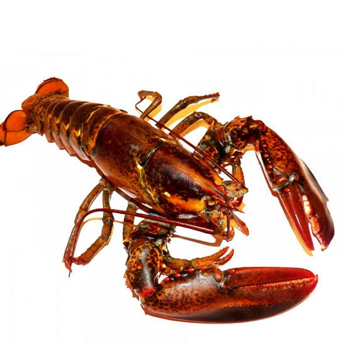 대진유통 캐나다 활랍스타 700g (1개)_이미지