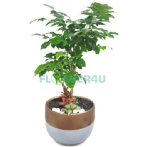 [불명] 녹보수 개업화분 개원 카페 오픈축하 개업식 집들이 선물 관엽식물 실내공기정화 거실화분 배달