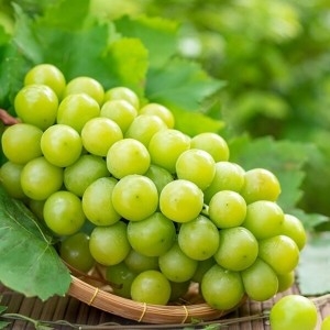 팜쿡 망고포도 샤인머스켓 400g (1개)_이미지