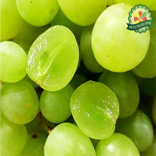 명일원 포도 못난이 알알이 씨없는 스윗글로브 애플 청포도 4kg이미지입니다. 누르면 해당 게시물로 새창이동합니다.