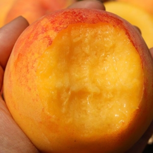 햇사래 장호원 황도복숭아 4kg 7-9과_이미지