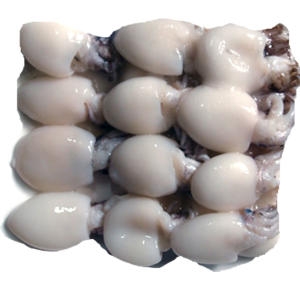 냉동갑오징어/갑오징어