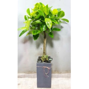 ����Ʈ�� Ȳ���� ������ ����Ʈ�� ŷ���ڹ� ����ȭ�� ������ȭ