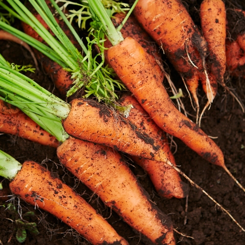 미미의밥상 흙당근 중 10kg