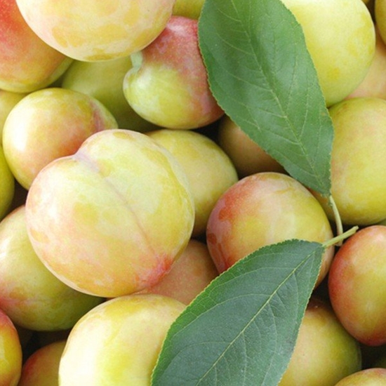 �����ֳ��� ���� �Ͽ콺 �ڵ� 25~40��(��) 1.5kg