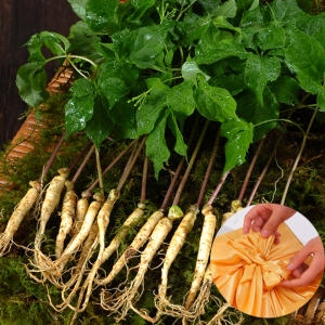 친환경팔도 영동 건강한 새싹삼 중 50뿌리 선물세트