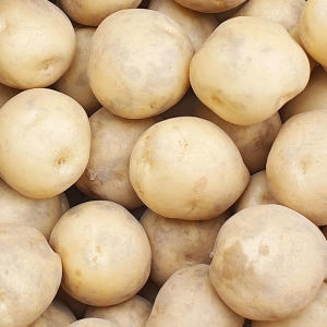 아빠의마음 햇감자 대 5kg (1개)_이미지