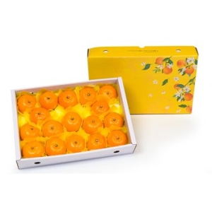 달찐과일 제주 천혜향 고급 선물세트 대향 11-20과 5kg