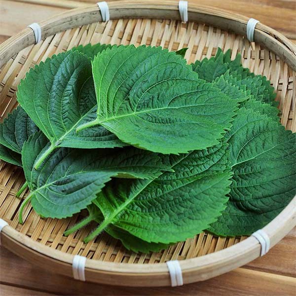 자연맛남 GAP인증 농협선별 추부깻잎 1kg