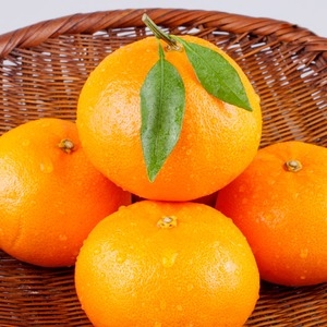 제주 노지 감귤 소 10kg