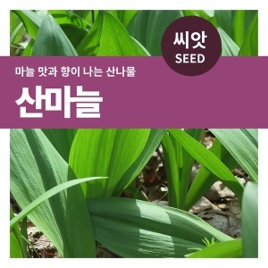 마이플랜트 산나물 명이나물 50립 씨앗