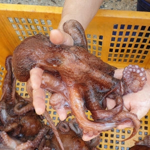 나라수산 동해안 포항 생물 참문어 피문어 1050g_이미지