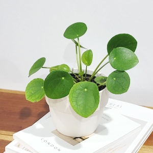 갑조네 필레아페페 페페로미오이데스 필리아페페 공기정화식물