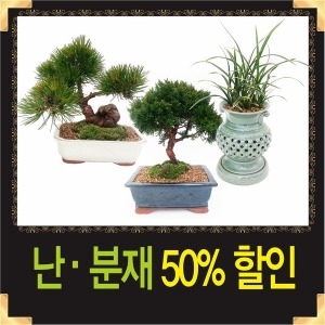 분재 소나무분재 승진 취임 개업화분 동양란 서양란