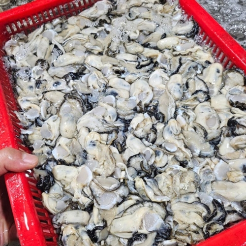 해다원 당일작업 통영 햇 생굴 깐굴 산지직송 중굴 1kg (1개)_이미지