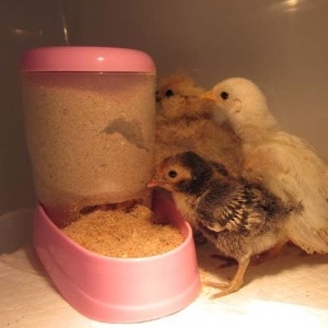 ���̿����� ��ũ�� ���λ����ޱ� �䳢.����Ǳ� �ڵ��޽ı�