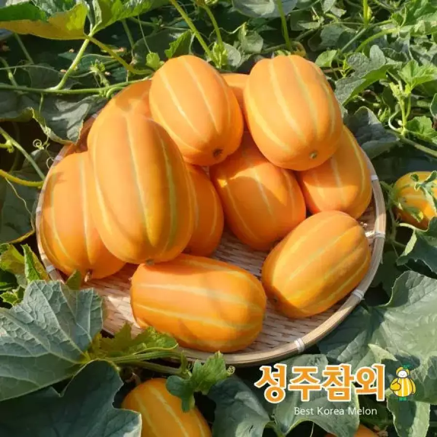 성주원예농협 성주참외 10kg이미지입니다. 누르면 해당 게시물로 새창이동합니다.