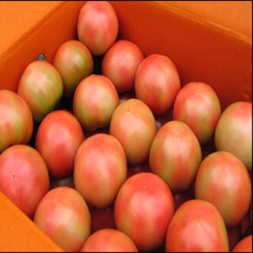  명품 찰토마토 소과 10kg [1개]