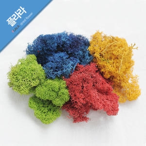 [불명] 스칸디아모스 순록이끼 천연가습공기정화 틸란드시아