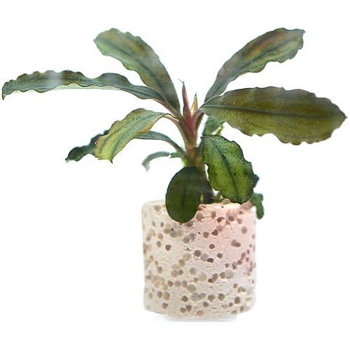 ��ξ����� ��Ʈ ���� ���������