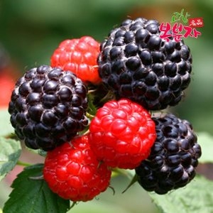 프레시데이 고창 토종 냉동 복분자 10kg (1개)