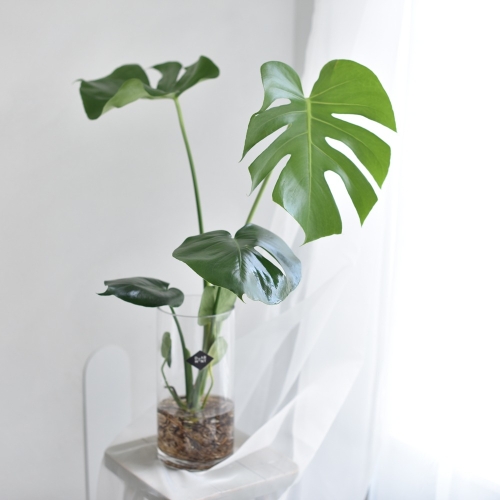 디어먼트 몬스테라 수경재배 식물 (대)