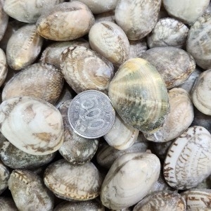 조은상사 냉동 피바지락3kg봉 해감조개 조개탕 바지락 칼국수 중국산_이미지