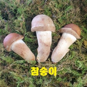 옥과농원 곡성 참송이버섯 300g (1개)