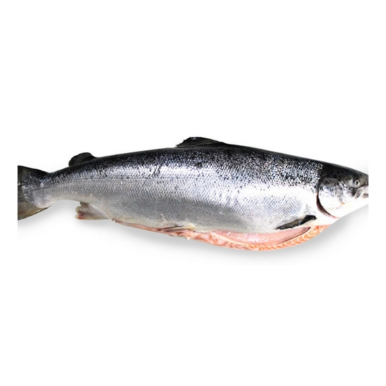 바른씨 노르웨이 연어 1개(마리) 6.5kg (1개)_이미지